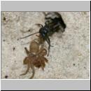 wegwespe-11mm-17-mit Spinne.jpg